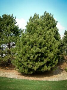 Сосна Чёрная (Pinus Nigra) купить по цене от 270.00р. в интернет-магазине «Посадика» с доставкой почтой в в Каменкае и по всей России – [изображение №1].