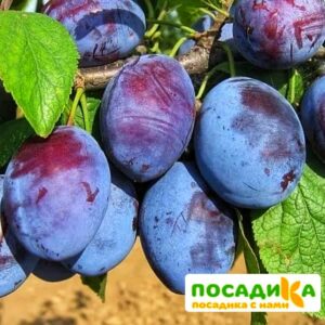 Слива Чачакская ранняя купить по цене от 229.00р. в интернет-магазине «Посадика» с доставкой почтой в в Каменкае и по всей России – [изображение №1].