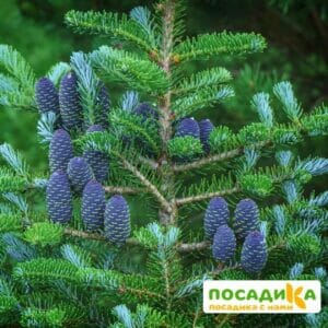 Пихта корейская (Abies koreana) купить по цене от 450.00р. в интернет-магазине «Посадика» с доставкой почтой в в Каменкае и по всей России – [изображение №1].