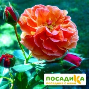 Роза Арабия купить по цене от 350.00р. в интернет-магазине «Посадика» с доставкой почтой в в Каменкае и по всей России – [изображение №1].