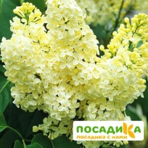 Сирень Примроуз (Primrose) купить по цене от 529.00р. в интернет-магазине «Посадика» с доставкой почтой в в Каменкае и по всей России – [изображение №1].