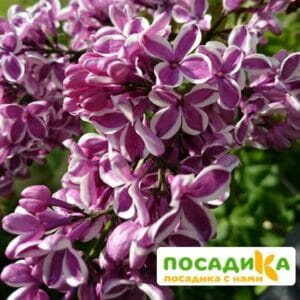 Сирень Сенсация купить по цене от 529.00р. в интернет-магазине «Посадика» с доставкой почтой в в Каменкае и по всей России – [изображение №1].