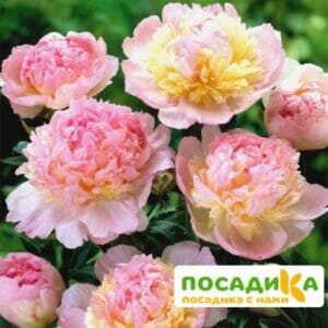 Пион Распберри Сандей (Paeonia Raspberry Sundae) купить по цене от 959р. в интернет-магазине «Посадика» с доставкой почтой в в Каменкае и по всей России – [изображение №1].