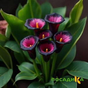 Калла Аура Лейс купить по цене от 400р. в интернет-магазине «Посадика» с доставкой почтой в в Каменкае и по всей России – [изображение №1].