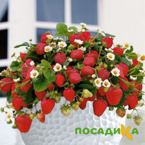 Клубника Рубиновый Шепот (горшечная) купить по цене от 240р. в интернет-магазине «Посадика» с доставкой почтой в в Каменкае и по всей России – [изображение №1].