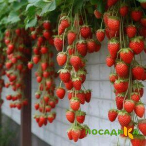 Клубника вьющаяся Комплимент купить по цене от 470р. в интернет-магазине «Посадика» с доставкой почтой в в Каменкае и по всей России – [изображение №1].