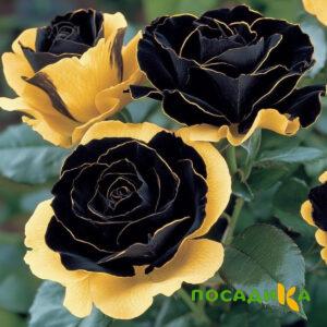 Роза Ханни Сикл купить по цене от 700р. в интернет-магазине «Посадика» с доставкой почтой в в Каменкае и по всей России – [изображение №1].