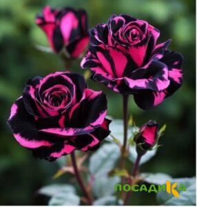 Роза Багровый Шепот купить по цене от 366р. в интернет-магазине «Посадика» с доставкой почтой в в Каменкае и по всей России – [изображение №1].