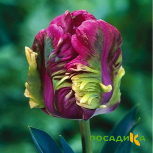 Тюльпан Экзотик Хэвен купить по цене от 186р. в интернет-магазине «Посадика» с доставкой почтой в в Каменкае и по всей России – [изображение №1].